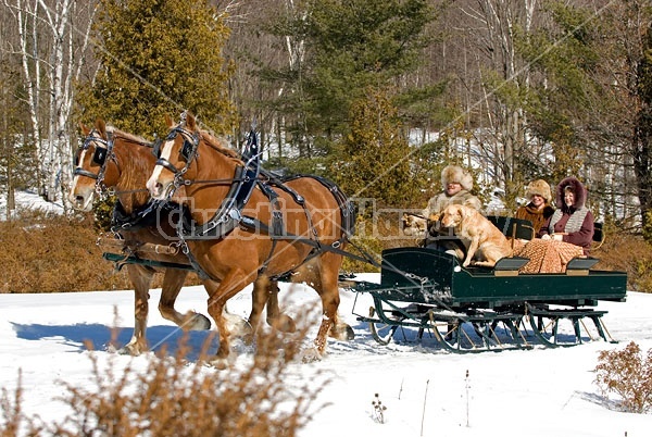 Horse drawn sleigh ride