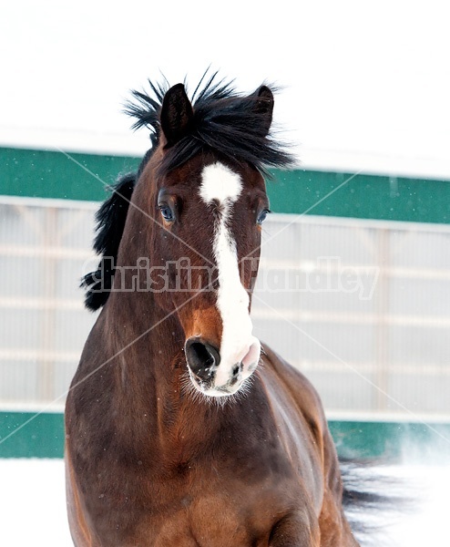 Portrait of a horse in the winter