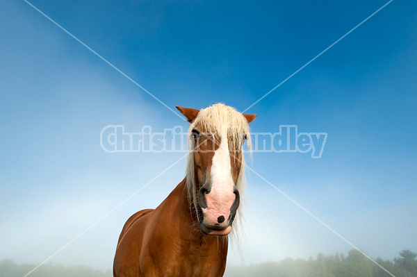 Chestnut horse standing in field in the fog