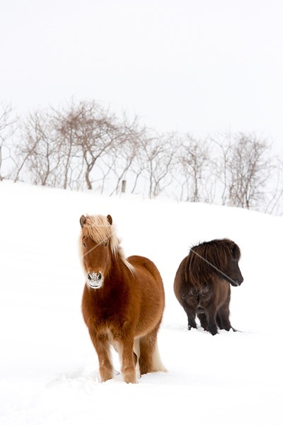 Icelandic horses standing in deep snow