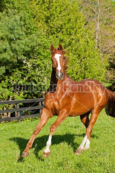 Thoroughbred horse running around paddock