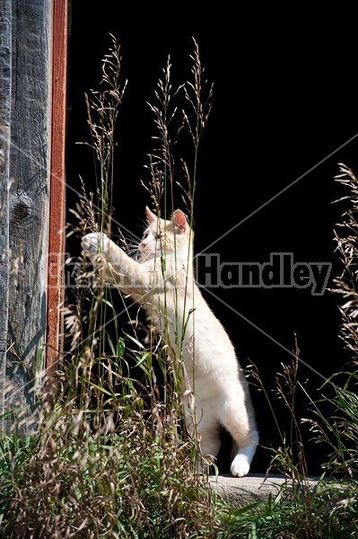 Orange cat playing with tall grass