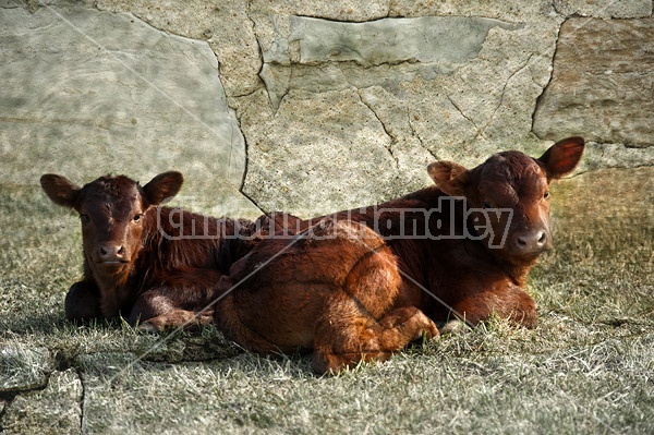 Two beef calves laying in the grass