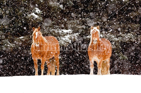 Belgian draft horses standing outside in a snowstorm.