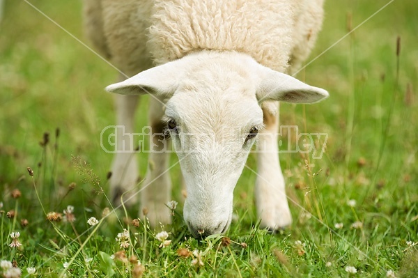 Sheep on summer pasture.