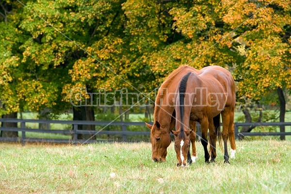 Two horses grazing on autumn pasture