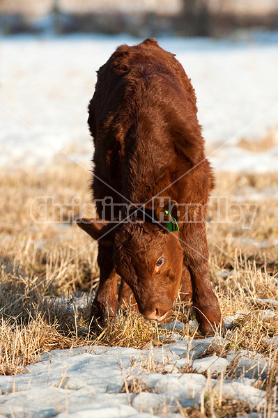 Beef calf