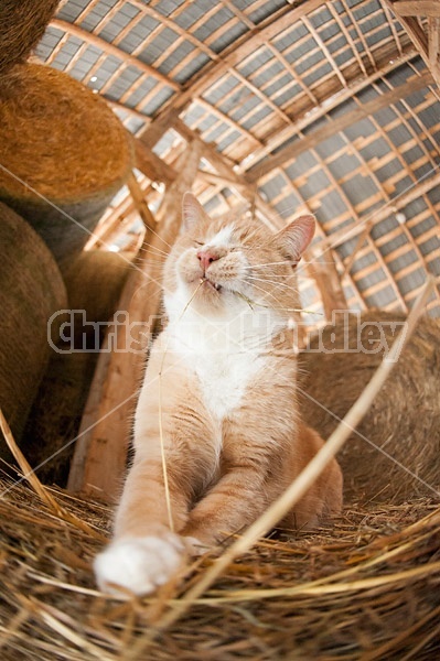 Orange barn cat palying with straw
