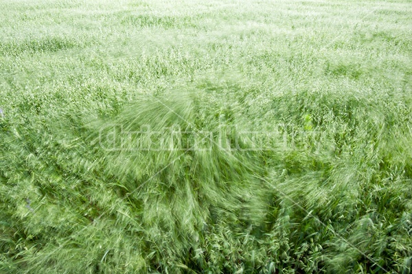 Wind blowing through a field of oats