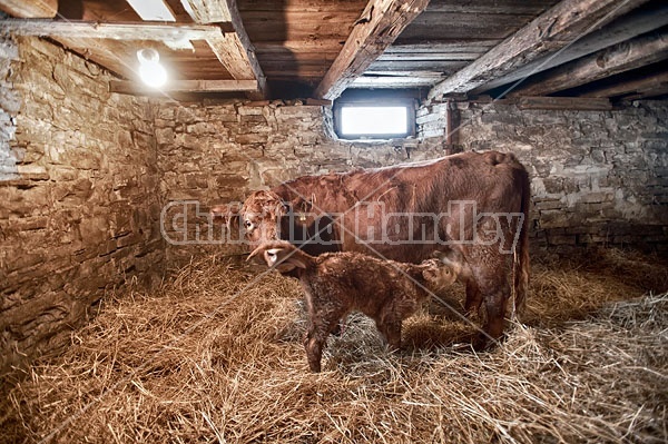 Cow Licking Newborn Calf