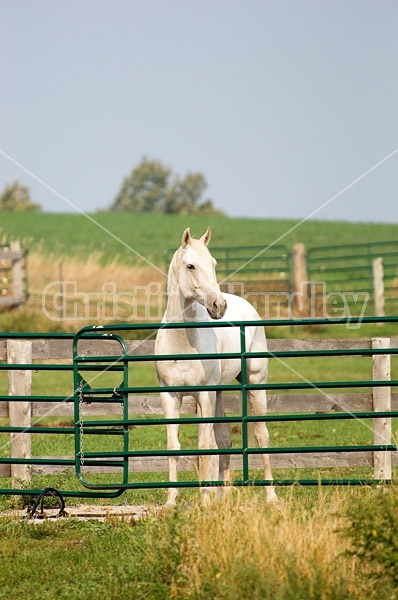 Quarter horse 