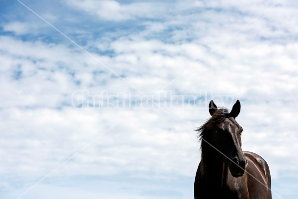 Black Rocky Mountain Horse photographed against big blue sky background