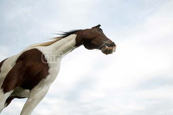 Paint horse photographed against sky