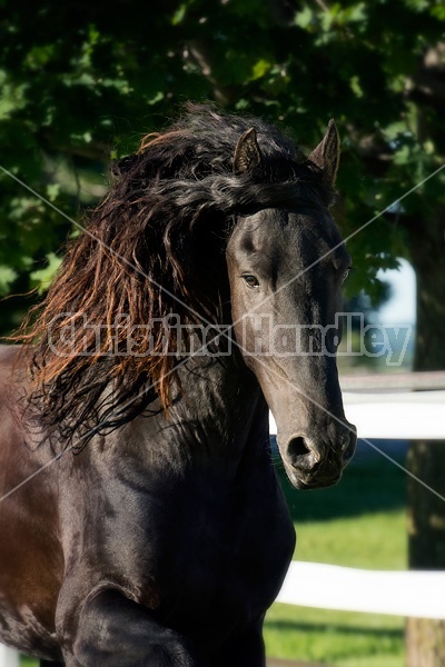 Friesian stallion