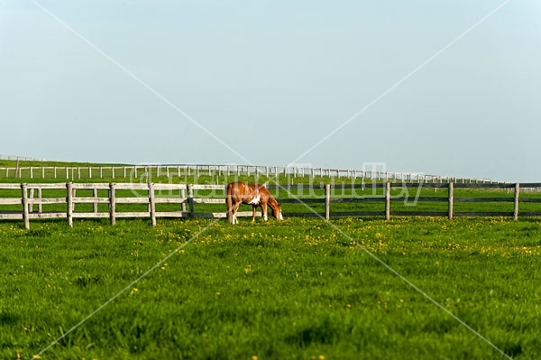 quarter horse on summer pasture