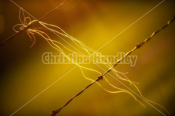 Horse hair on barbed wire