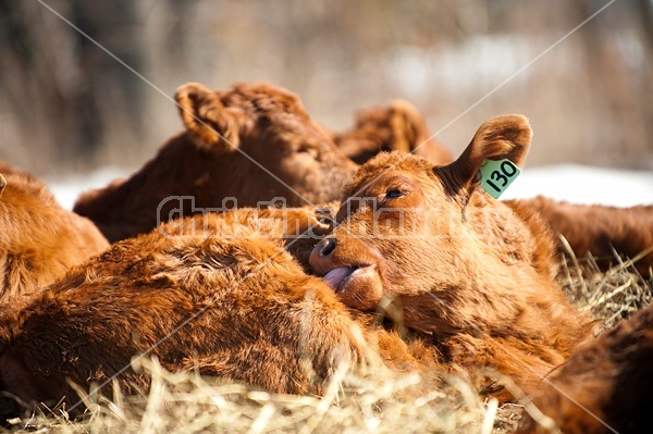 Young beef calves sleeping in the sun