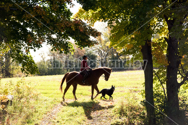 Woman riding chestnut horse in the autumn time