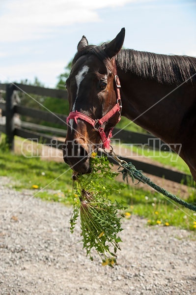 Thoroughbred gelding eating a dandelion plant