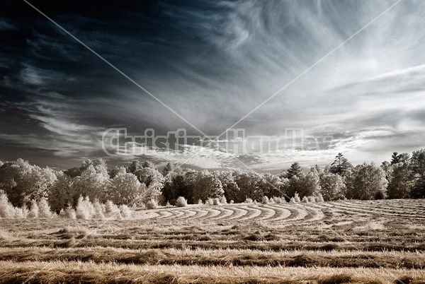Infrared photo of hay field