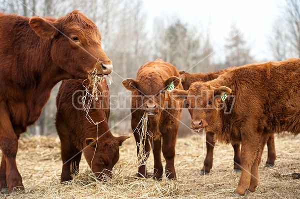 Beef Calves