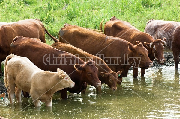 Beef cattle drinking from a farm pond. 