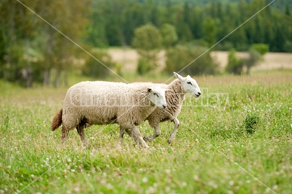 Sheep on summer pasture.