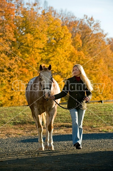 Young woman leading Appaloosa horse in from the field 