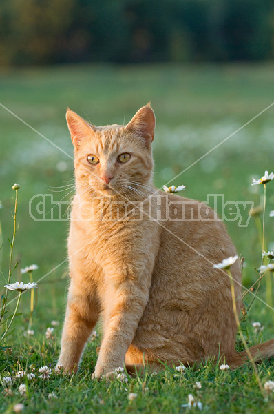 Orange barn cat outside in grass