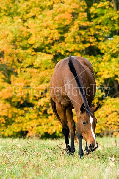 Horse grazing on autumn pasture