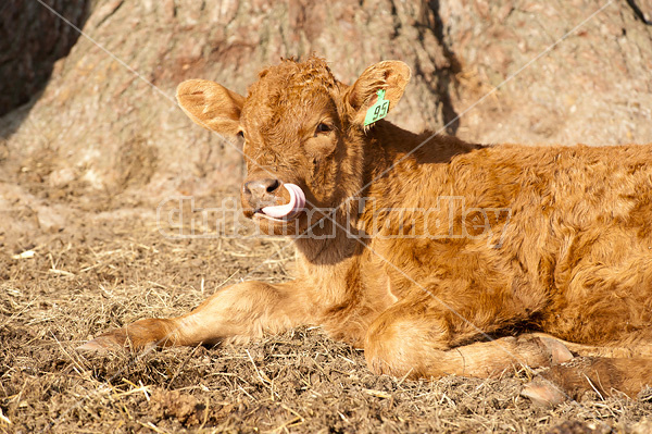 Cute beef calf