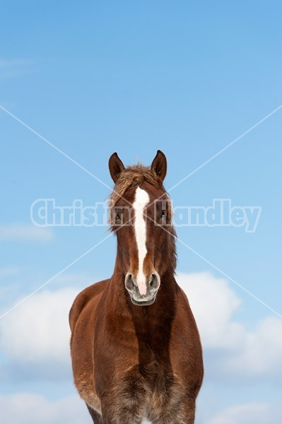 Belgian draft horses photographed against a blue sky