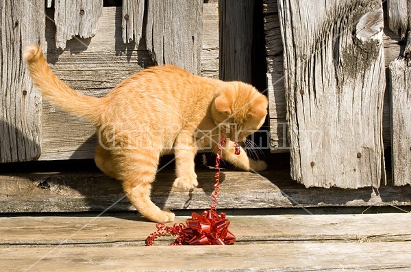 Orange kitten playing with a red Christmas bow outside of the barn. 