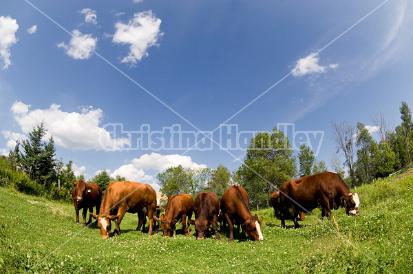 Herd of beef cows