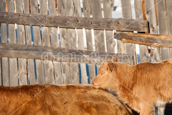 Baby Beef Calf 