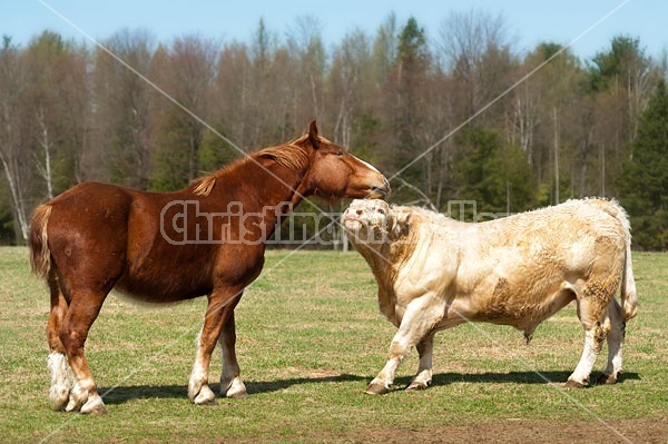 Belgian Horse and Charoalis Bull