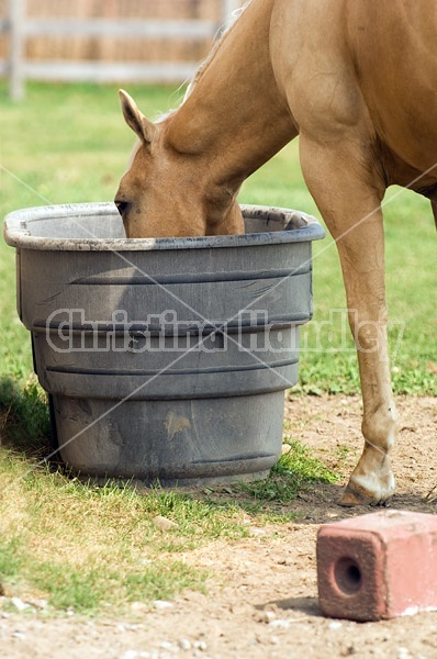 Palomino Quarter Horse