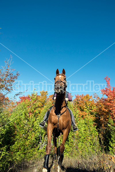 Woman riding a Chestnut Thoroughbred horse