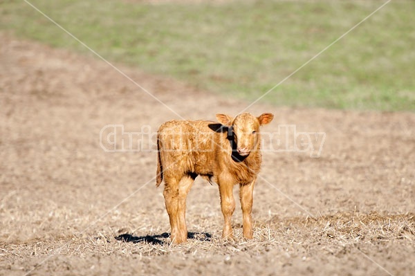 Beef Calf