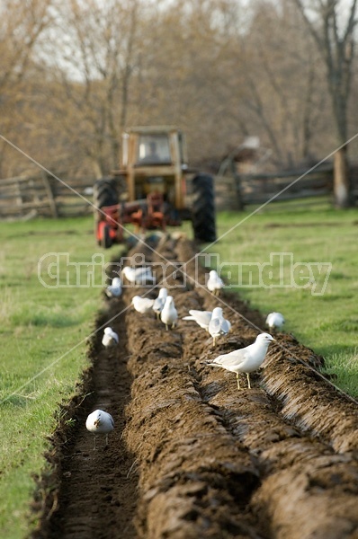 Farmer plowing field in the spring of the year with tractor and a three furrow plow