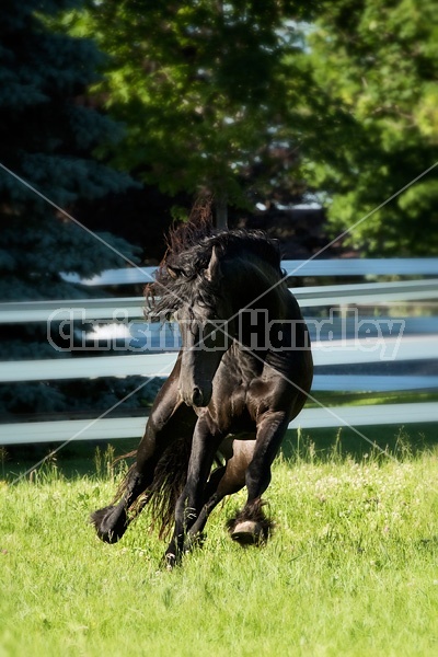 Friesian stallion