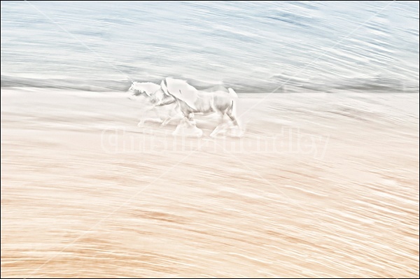 Belgian Horse Multiple Exposure