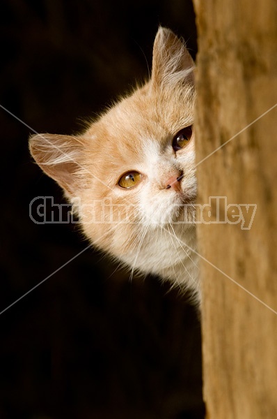 Orange and white barn cat peeking out of barn.
