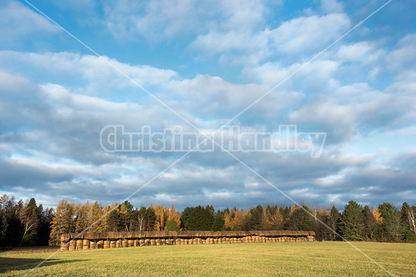 Round bales of hay stored for winter feeding