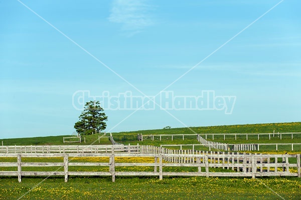 rows of fences 