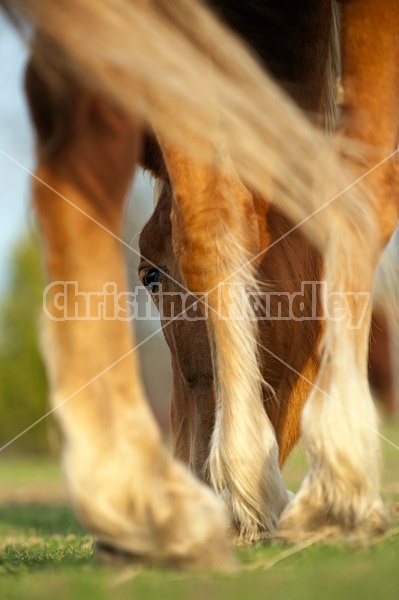 Chestnut horse eating grass