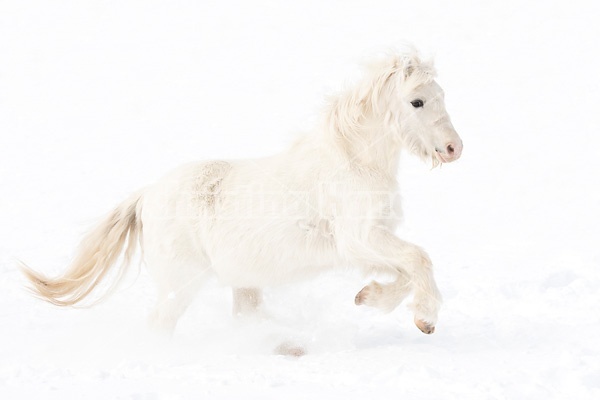 Single horse galloping through deep snow