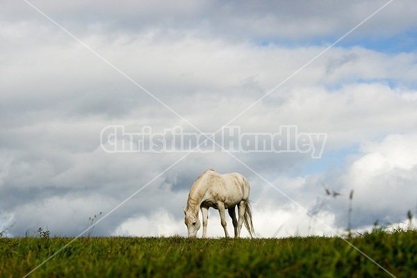 Grey horse on hilltop against big sky.