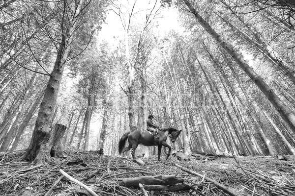 Woman horseback riding in cedar forest