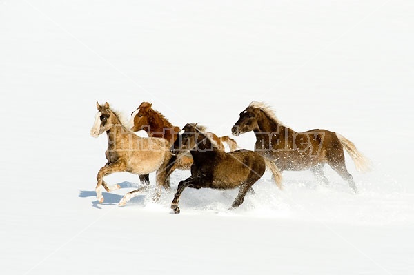 Herd of Rocky Mountain Horses Galloping in Snow